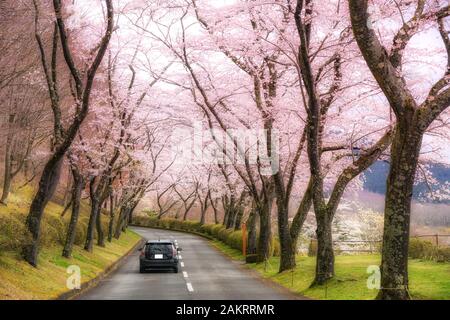 Bellissima vista del fiore di ciliegio tunnel durante la stagione primaverile in aprile lungo entrambi i lati dell'autostrada prefettizio nella Prefettura di Shizuoka, Giappone. Foto Stock