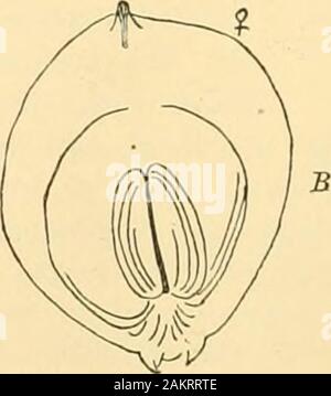 Memorie della Accademia Nazionale di Scienze . Fig. 24.-Piipn oi Talwporia pseudohnmhycHla; una, licad enlari^ed; B. fine del corpo. Zeller, ha superato quello americano nel processo ofdegeneration e la modifica e l'maxilhe (fig. 27, m.v.) sono molto più brevi e minore, sebbene l'osso mascellare palpiare della stessa forma e dimensioni. In thisgenus l'addome non ha alcun cremaster e noterminal agganciate spine, la pupa in esuvia-zione essendo fissati ai lati del cocoonby iinmerous agganciato seta; (fig. 2, paragrafo 5, A). Famihj Inijcliiihf.-La transizione dal recinto Talfeporidu al Psychid?e è un mostn Foto Stock