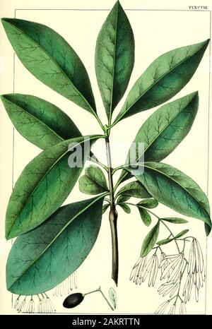 La North American sylva; o una descrizione degli alberi della foresta di Stati Uniti, Canada e Nova ScotiaConsidered con particolare riguardo al loro uso nelle arti e la loro introduzione nella commerceTo che viene aggiunta una descrizione dei più utili della foresta europea alberi .. . , Dove belle piante possono essere seenin (egli autunno lull di frutta. VLXCVIK. niiojiuiithus Virgniica ?-•7//(/( / ?, Ch/4iiuin(1it (se llnfiiiif FRINGE TREE. (ClIIOXANTE, Fr.) ordine naturale, Oleixe^e (Hoffmansegg e Link.) LuiuccanClassification, Diandria, Monogynia. CHIONANTHUS.* (LixN.) Calijx 4-toothc(l. Corolla Foto Stock