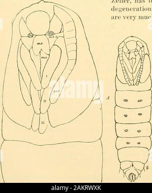 Memorie della Accademia Nazionale di Scienze . yiG. 21.-Pupa di Choreuten hjevk-andella; oculare esterna e maxil-lary io"alpi non disegnate; mx, labium. Fig. 22.-Cast bIm-U di Puna ofCiyptolechiascidagijiiella: j", para-clypeal pezzo; ma;, labium. Fig. 23.-Pupa di Cnjptu-lechia qitercella, $ ; I-III,gamba.s.. Fig. 24.-Piipn oi Talwporia pseudohnmhycHla; una, licad enlari^ed; B. fine del corpo. Zeller, ha superato quello americano nel processo ofdegeneration e la modifica e l'maxilhe (fig. 27, m.v.) sono molto più brevi e minore, sebbene l'osso mascellare palpiare della stessa forma e dimensioni. In Foto Stock