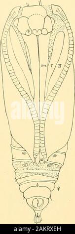 Memorie della Accademia Nazionale di Scienze . yiG. 21.-Pupa di Choreuten hjevk-andella; oculare esterna e maxil-lary io"alpi non disegnate; mx, labium. Fig. 22.-Cast bIm-U di Puna ofCiyptolechiascidagijiiella: j", para-clypeal pezzo; ma;, labium. Fig. 23.-Pupa di Cnjptu-lechia qitercella, $ ; I-III,gamba.s. Foto Stock