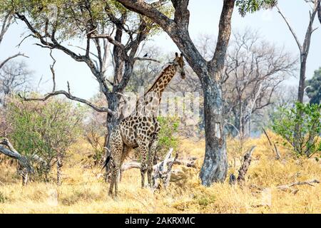 Lone maschio adulto meridionale (giraffa camelopardalis Giraffa) in piedi in scrub Khwai in concessione, Okavango Delta, Botswana, Sud Africa Foto Stock