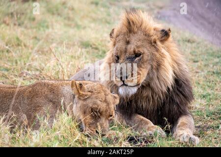 Maschio di leone e leonessa (Panthera leo) in appoggio sotto la pioggia accanto alla pista di Khwai concessione, Okavango Delta, Botswana, Sud Africa Foto Stock