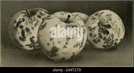 [Frutto cultura] . Maiale. 53. Fig. 54 66 § 6 PESTI DI APPLE E LESIONI 67 fiori aperti e con una miscela bordolese di una forza di4-4-50, e di nuovo solo dopo che i fiori cadono con litne-sulfurof una gravità specifica di 1.001 a 1,01, o con un 2-3-50 Bor-deaux miscela. In alcuni tratti di crosta è molto prevalentit può essere necessario spruzzare nuovamente entro 2 o 3 settimane, usingeither deboli miscela bordolese o deboli calce-zolfo. 64. Rosa Rot.-mele che vengono infestate con apple scabare molto probabile essere infestate durante l'autunno, specialmente se theweather è umido e afoso, con uno stampo che Foto Stock