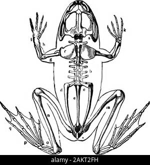 Prima lezione di zoologia : adatta per l'uso nelle scuole . Fig. 182.-GIOVANI DI Ccecilia, conla le branchie e la testa della stessa af-ter tae branchie sono state assorbite. 176 FIBST LEZIONI DI ZOOLOGIA. potente leapers, le gambe essendo muscolare e loro toesvery lungo. Essi possono anche eseguire e salire. Il Jawis inferiore solitamente inefficaci. In il rospo non ci sono denti ineither ganascia; ingoia il suo cibo intero. La palpebra inferiore puòessere tracciate sopra l'occhio e le narici possono essere coperti bymembranes, mentre le orecchie sono ricoperte esternamente da una membrana largetympanic. In il rospo la pelle, specialmente nearthe orecchio, è ruvida Foto Stock