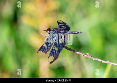 Maschio fenestrina rhyothemis (noto anche come la Black-winged flutterer, Golden flutterer, o lucernario flutterer) dragonfly appollaiato su un ramoscello, Entebbe, U Foto Stock