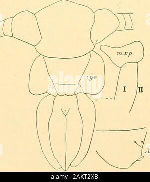 Memorie della Accademia Nazionale di Scienze . La fio. 10.-Cast di skiu pupa di Tinea tapetzella;A TESTA; J3, fine del abdomeu; C, ultime tre seg-zioni del medesimo ingrandito; D, un'altra vista del C.. FlQ. 17.-Pupa di Blabophanes ferruginella, testa;J, fure; 77, Metà gamba; un gancio, estremità unità organizzativa dell'addome. Foto Stock