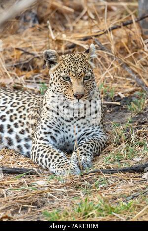 Leopard femmina (Panthera pardus) seduta in ombra della bussola nella concessione di Khwai, Okavango Delta, Botswana, Sud Africa Foto Stock