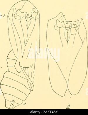 Memorie della Accademia Nazionale di Scienze . sono brevi, in realtà non è così lungo come il labiale Fig. 14.-Cast skiu pupa di Prodnxus deci-piens; un altro campione; ^j. paraclypealpiece: vix. p. palpus mascellare: mx, mascella;inx, palpus labiale. Fig. 15. Pupa di rro.?doxug decipien s, vista laterale;se;), protlioracic spiracle. palpi (m.r.p.); i segmenti addominali 4-7 sono libere; non vi è alcun vero cremaster, sebbene una coppia di piastre terminali. Per quanto riguarda IJlabophanes (fig. 17), Spuler (p. (127) osservazioni che il ditterences ui veuation tra questo e la tinea sono tanto più grande di solito entro i limiti o Foto Stock