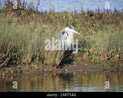 Airone grigio - Ardea Cinerea in attesa pazientemente sulla riva Foto Stock