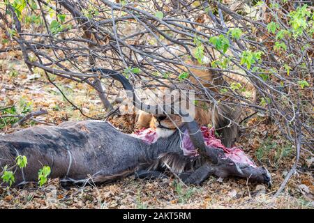 Leone maschio (Panthera leo) guardia kudu uccidere sotto bush Khwai in concessione, Okavango Delta, Botswana, Sud Africa Foto Stock