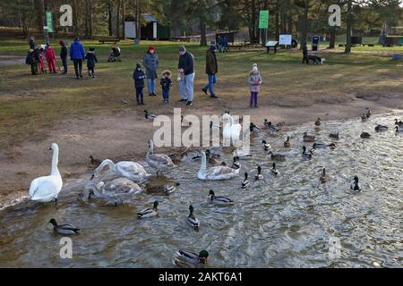 Vilnius, LITUANIA - 01 GENNAIO 2020: Un inverno eccessivamente caldo in Europa. Anatre e cigni non hanno volare a sud. La gente viene al lago per nutrire il bir Foto Stock