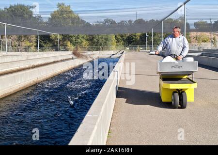 Lavoratore di alimentazione Salmone Chinook avannotti, Raceway, Mokelumne River Fish Hatchery, California.