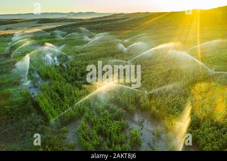Terreno agricolo con irrigazione. Vista aerea. Foto Stock