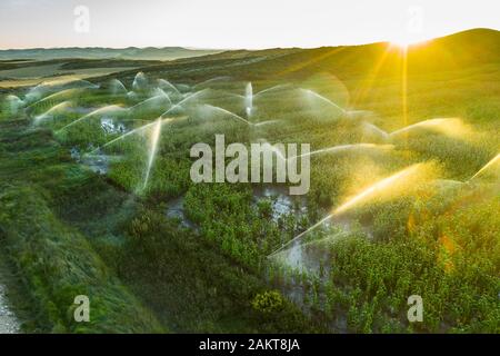 Terreno agricolo con irrigazione. Vista aerea. Foto Stock