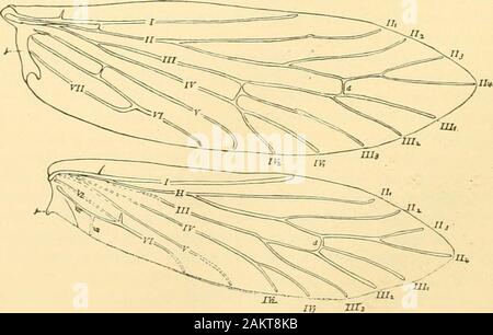 Memorie della Accademia Nazionale di Scienze . Fig. 5.-Pupa di Micropteri/x purpurella, frontTieWi md, mandibole; mx. p, mascellare p.Tlpus;mx. p, labi:;l palpus; lb. labrum, con la sua lunga seta*.. Fig. 6.-venatura di prua e si legano Mingsof Micropteryx purpurella; j, jugtuu, su ciascuna ala;(I. disoal vena. I. costa; II. subcosta; III. media; IV, ulna, ecc. MILMOIKS DEL NATIOXAL ACCADEMIA DELLE SCIENZE. 63 1. Tineoids Stctnipteriiijiii nr. Questi iire Tiiieoid moduli con iiiaiiy vestiyes di funzioni areliaic, iistiiilly con ali strette,di (lull sfumature di colore o con luetallie. bar, o con hi.niily specia Foto Stock