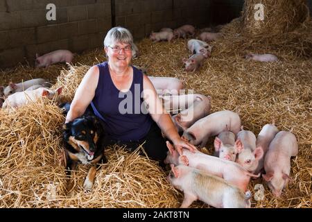 Femmina di maiale allevatore e proprietario di fattoria di cura per i suinetti in un alto-benessere RSPCA assicurato ambiente accreditati. Norwich. Regno Unito. Foto Stock