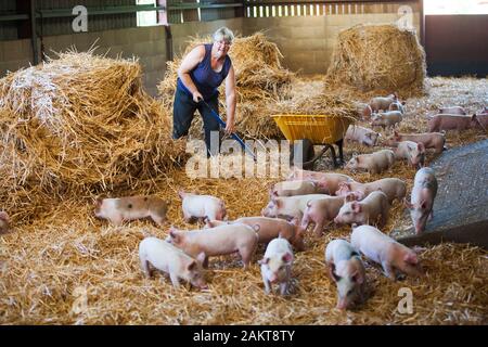 Femmina di maiale allevatore e proprietario di fattoria di cura per i suinetti in un alto-benessere RSPCA assicurato ambiente accreditati. Norwich. Regno Unito. Foto Stock