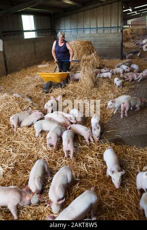 Femmina di maiale allevatore e proprietario di fattoria di cura per i suinetti in un alto-benessere RSPCA assicurato ambiente accreditati. Norwich. Regno Unito. Foto Stock