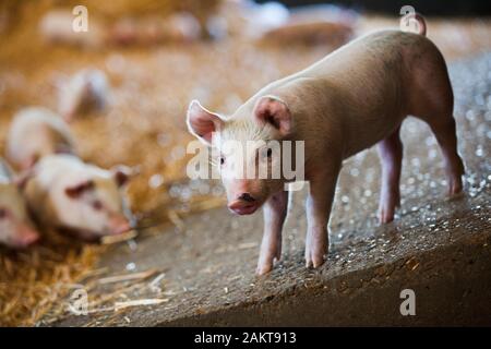 I suinetti ad un RSPCA assicurato accreditato ad alta benessere farm. Norwich. Regno Unito. Foto Stock