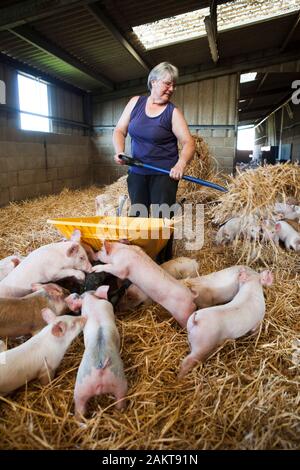 Femmina di maiale allevatore e proprietario di fattoria di cura per i suinetti in un alto-benessere RSPCA assicurato ambiente accreditati. Norwich. Regno Unito. Foto Stock