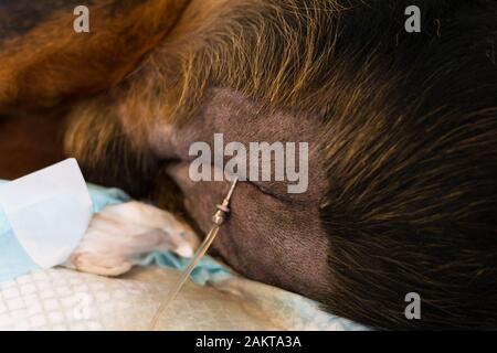 Abdominocentesis in cane con grave malattia cardiaca e ascite Foto Stock