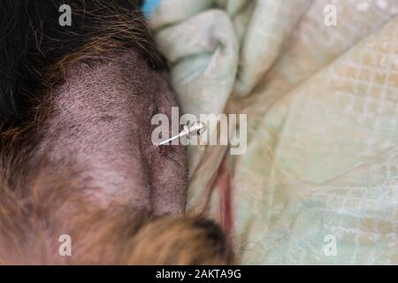 Abdominocentesis in cane con grave malattia cardiaca e ascite Foto Stock