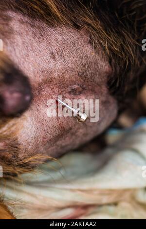 Abdominocentesis in cane con grave malattia cardiaca e ascite Foto Stock