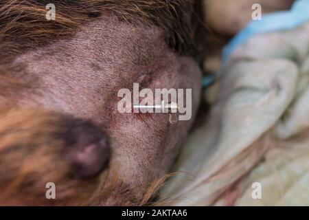 Abdominocentesis in cane con grave malattia cardiaca e ascite Foto Stock