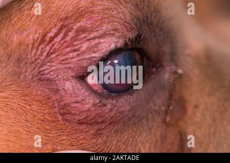 razza americana di cane bullo con entropion e ulcera corneale Foto Stock