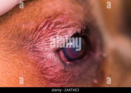 razza americana di cane bullo con entropion e ulcera corneale Foto Stock