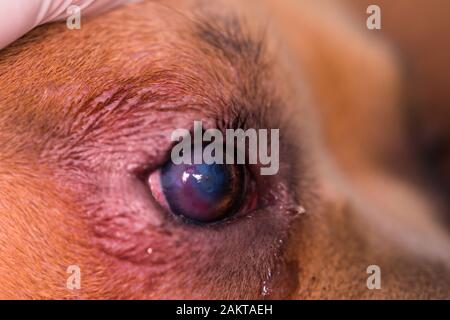 razza americana di cane bullo con entropion e ulcera corneale Foto Stock