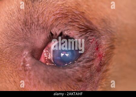 razza americana di cane bullo con entropion e ulcera corneale Foto Stock