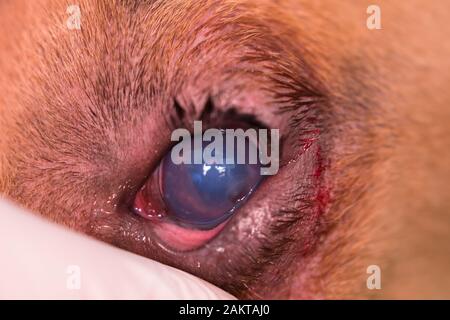 razza americana di cane bullo con entropion e ulcera corneale Foto Stock