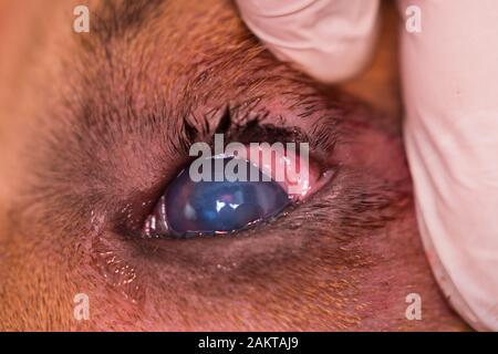 razza americana di cane bullo con entropion e ulcera corneale Foto Stock