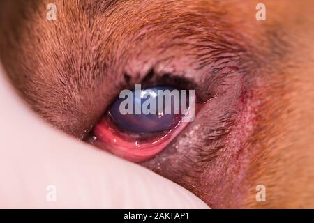 razza americana di cane bullo con entropion e ulcera corneale Foto Stock