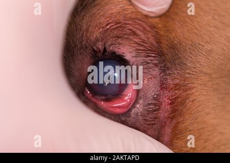 razza americana di cane bullo con entropion e ulcera corneale Foto Stock