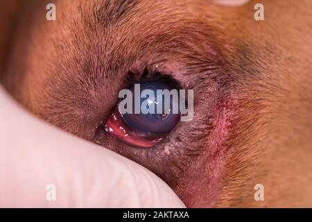 razza americana di cane bullo con entropion e ulcera corneale Foto Stock