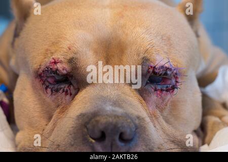 razza americana di cane bullo con entropion e ulcera corneale dopo l'intervento chirurgico Foto Stock