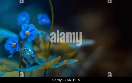 Fotografia di fiori blu in giardino. Foto Stock