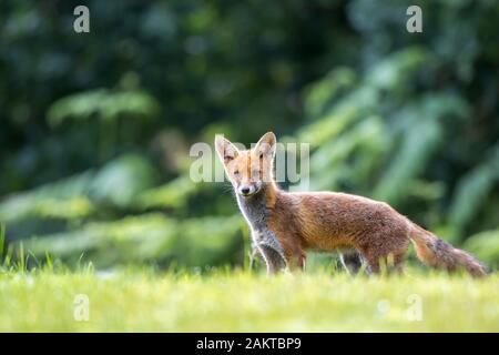 Dettagliati a basso angolo, vista frontale ravvicinata di un giovane, wild UK Red Fox (Vulpes vulpes) isolato all'aperto in campagna. Avviso di partenza di origine animale alla fotocamera. Foto Stock