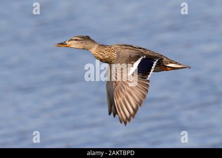 Vista laterale primo piano di mallard femmina inglese selvatico (Anas platyrhynchos) isolato in volo a mezz'aria, ali giù. Anatra Mallard volare sopra l'acqua al sole. Foto Stock