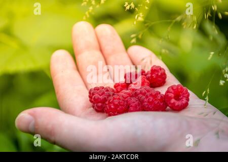 Una manciata di lamponi organici su sfondo verde Foto Stock