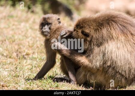 Scimmie Gelada (Theropithecus Gelada grooming) ogni altra, Simien Mountains National Park, Etiopia. Foto Stock