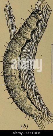 [Frutto cultura] . Fig. 36 bruchi, uno dei quali è mostrato in (b), sono di una luce strawcolor, con la testa e il primo segmento del corpo sometimesalmost nero. Il giovane bruchi spin qualche bella seta threadsaround poche foglie, li disegno in più o meno di un loosecluster all interno della quale il giovane parassiti feed. Non appena thefruit ha impostato un caterpillar trae qualche foglia attorno ad un appleand quindi alimenta su apple. È da mangiare il giovane applesthat i bruchi causa la perdita più grande. Il frutto dell'albero-rullo di foglie possono essere combattuti con successo byspraying gli alberi con una soluzione Foto Stock