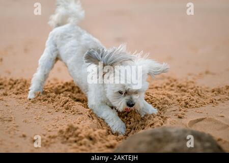 Un piccolo simpatico cane bianco gioca con la sabbia sulla spiaggia Foto Stock