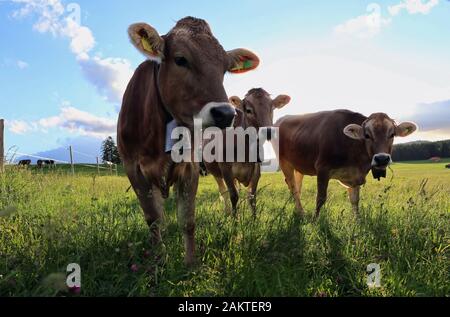 Tre curioso bovini giovani su un pascolo di Allgäu Foto Stock