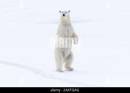 Orso polare in piedi sulle zampe posteriori sul mare di ghiaccio, Arctic Foto Stock