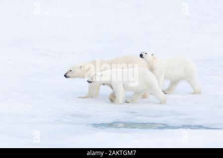 Orso polare e lupetti sul mare di ghiaccio, Arctic Foto Stock