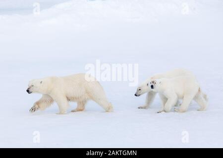 Orso polare e lupetti sul mare di ghiaccio, Arctic Foto Stock